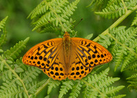 Silver-washed Fritillary Argynnis paphia