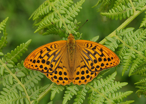 Silver-washed Fritillary Argynnis paphia