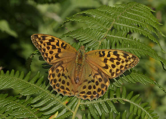 Silver-washed Fritillary Argynnis paphia