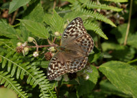 Silver-washed Fritillary Argynnis paphia