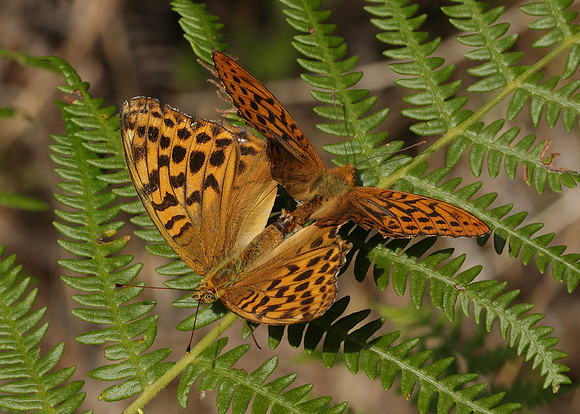 Silver-washed Fritillary Argynnis paphia