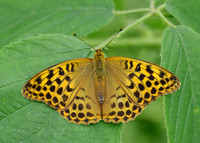 Silver-washed Fritillary Argynnis paphia