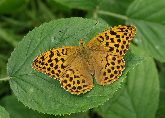 Silver-washed Fritillary Argynnis paphia