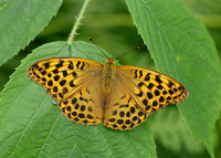 Silver-washed Fritillary Argynnis paphia