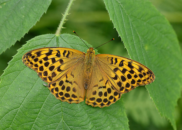 Silver-washed Fritillary Argynnis paphia