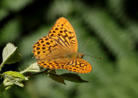 Silver-washed Fritillary Argynnis paphia