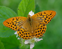 Silver-washed Fritillary Argynnis paphia