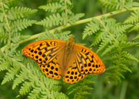 Silver-washed Fritillary Argynnis paphia