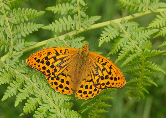 Silver-washed Fritillary Argynnis paphia