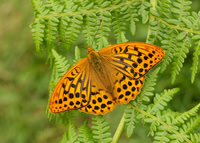 Silver-washed Fritillary Argynnis paphia