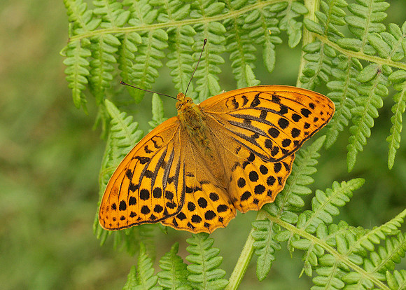 Silver-washed Fritillary Argynnis paphia
