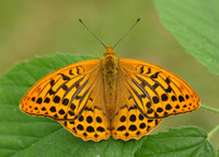 Silver-washed Fritillary Argynnis paphia