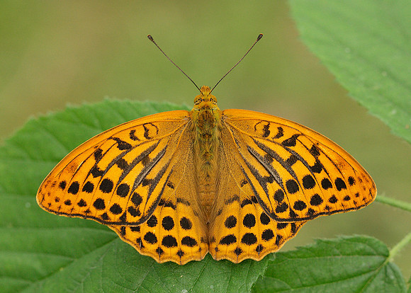 Silver-washed Fritillary Argynnis paphia