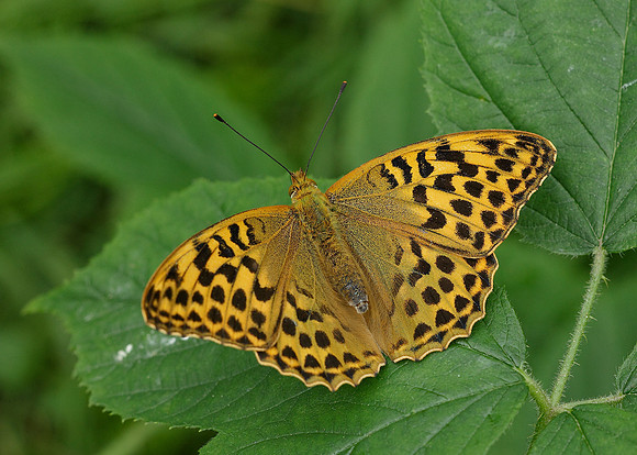 Silver-washed Fritillary Argynnis paphia
