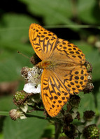 Silver-washed Fritillary Argynnis paphia