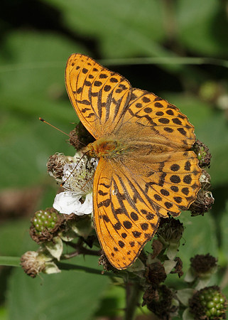 Silver-washed Fritillary Argynnis paphia