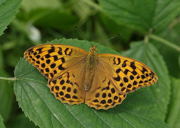 Silver-washed Fritillary Argynnis paphia