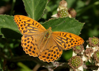 Silver-washed Fritillary Argynnis paphia