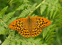 Silver-washed Fritillary Argynnis paphia