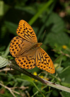 Silver-washed Fritillary Argynnis paphia