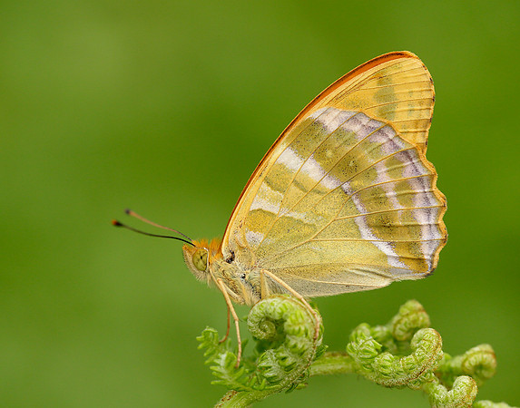 Silver-washed Fritillary Argynnis paphia