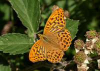 Silver-washed Fritillary Argynnis paphia