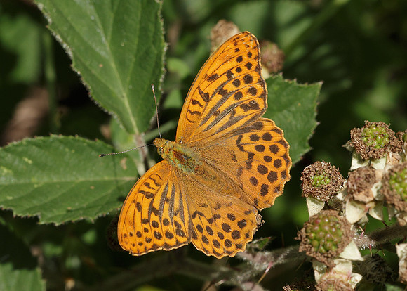 Silver-washed Fritillary Argynnis paphia