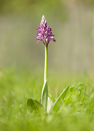 Military Orchid Orchis militaris