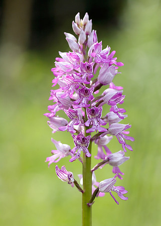 Military Orchid Orchis militaris