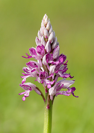 Military Orchid Orchis militaris