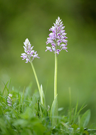 Military Orchid Orchis militaris
