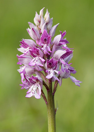 Military Orchid Orchis militaris