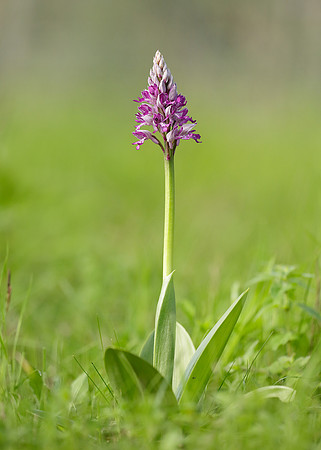 Military Orchid Orchis militaris