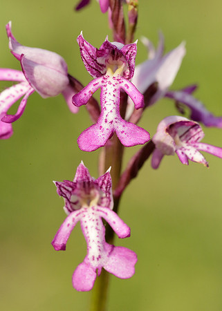 Military Orchid Orchis militaris
