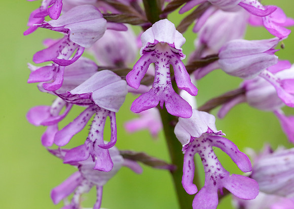 Military Orchid Orchis militaris