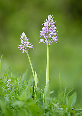 Military Orchid Orchis militaris