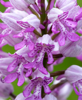 Military Orchid Orchis militaris