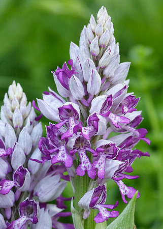 Military Orchid Orchis militaris