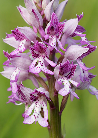Military Orchid Orchis militaris
