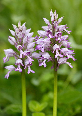 Military Orchid Orchis militaris