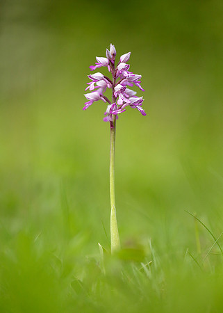 Military Orchid Orchis militaris
