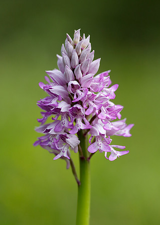 Military Orchid Orchis militaris