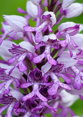 Military Orchid Orchis militaris