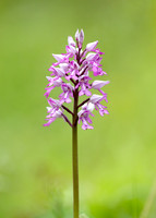 Military Orchid Orchis militaris