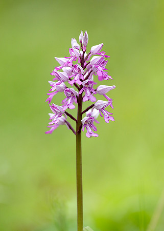 Military Orchid Orchis militaris