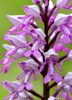 Military Orchid Orchis militaris