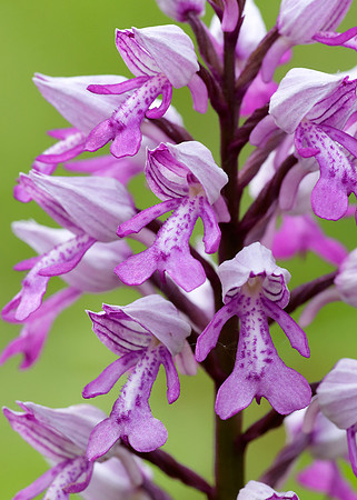 Military Orchid Orchis militaris