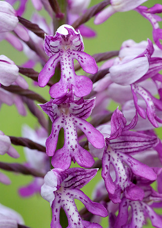Military Orchid Orchis militaris