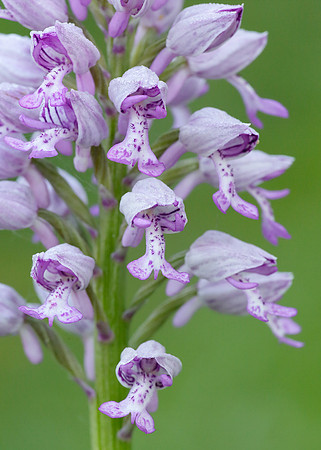 Military Orchid Orchis militaris