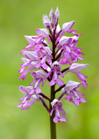 Military Orchid Orchis militaris